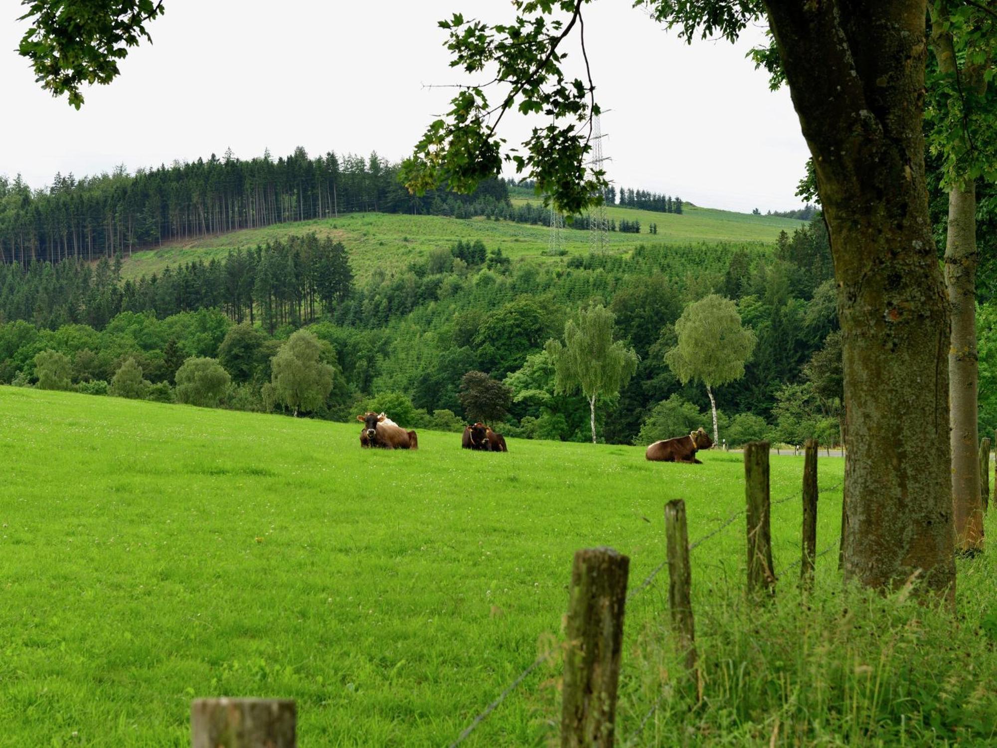 Cozy Holiday Home With Wifi In Hochsauerland Elpe Luaran gambar